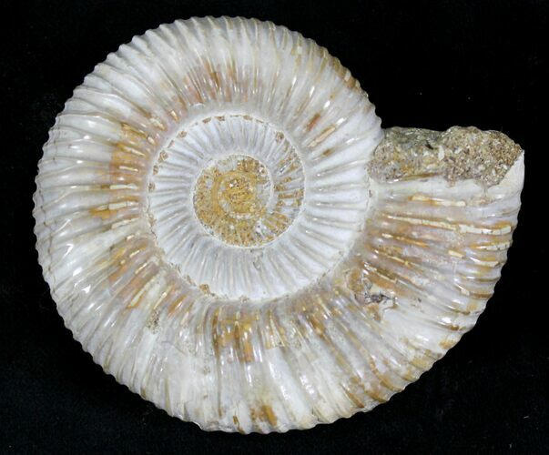 Perisphinctes Ammonite - Jurassic #22814